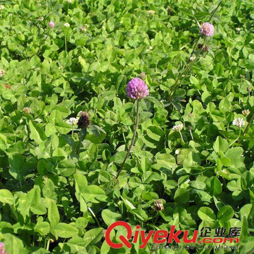 加拿大進口紅三葉包衣草種子 批發(fā)出售苗木新貨 優(yōu)質(zhì)草坪種子原始圖片3