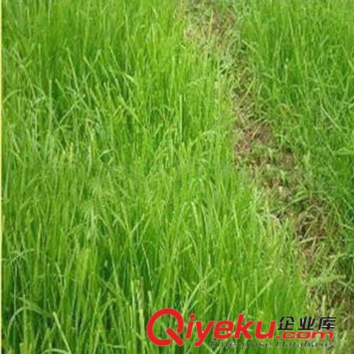 供應(yīng)各種工程綠化小苗 苗木基地直銷  優(yōu)質(zhì)草坪種子野牛草種原始圖片2