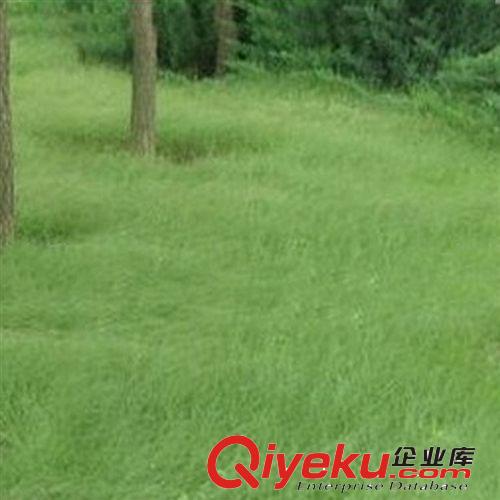 供應(yīng)各種工程綠化小苗 苗木基地直銷  優(yōu)質(zhì)草坪種子野牛草種原始圖片3