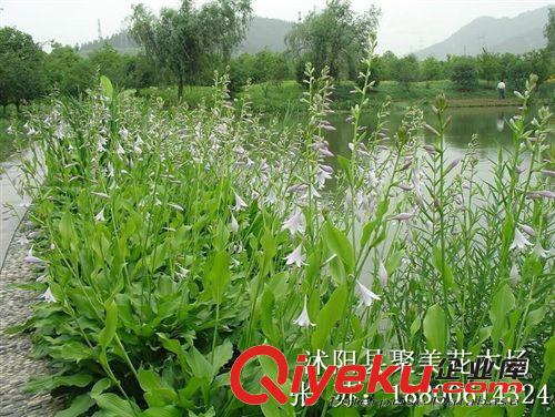 蘆葦 蘆葦苗 蘆葦根莖 水生植物批發(fā)