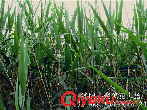 批發綠化苗木 紅瑞木 紅馬球 叢生紅瑞木 苗木批發 園林綠化植物