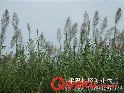 蘆葦 蘆葦苗 蘆葦根莖 水生植物批發(fā)原始圖片2