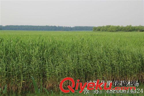 蘆葦 蘆葦苗 蘆葦根莖 水生植物批發(fā)原始圖片3