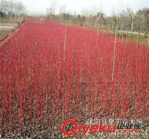 紫荊 紫荊花 紫荊樹 叢生紫荊 風(fēng)景樹苗 綠化工程公司