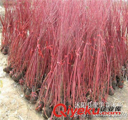批發綠化苗木 紅瑞木 紅馬球 叢生紅瑞木 苗木批發 園林綠化植物原始圖片2