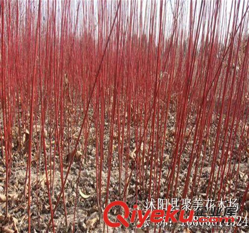 批發綠化苗木 紅瑞木 紅馬球 叢生紅瑞木 苗木批發 園林綠化植物原始圖片3