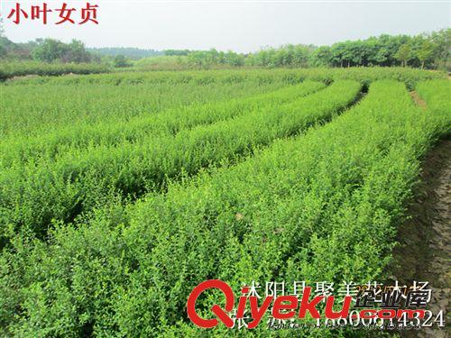 大葉黃楊小苗 大葉黃楊 大葉黃楊球 冬青 冬青球 冬青小苗