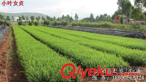 批發灌木 小葉女貞 小葉女貞小苗  花卉基地直銷原始圖片2