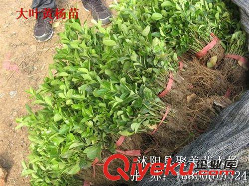 木槿 叢生木槿 木槿價格 綠化樹苗批發 綠化苗木
