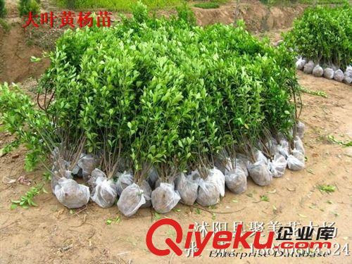 大葉黃楊小苗 大葉黃楊 大葉黃楊球 冬青 冬青球 冬青小苗原始圖片2
