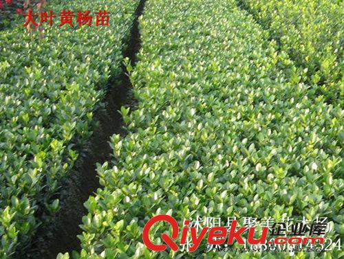 大葉黃楊小苗 大葉黃楊 大葉黃楊球 冬青 冬青球 冬青小苗原始圖片3
