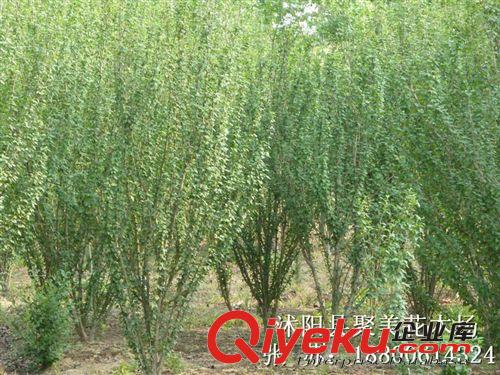 連翹 連翹樹 連翹苗 黃老虎 沭陽綠化工程 基地直銷