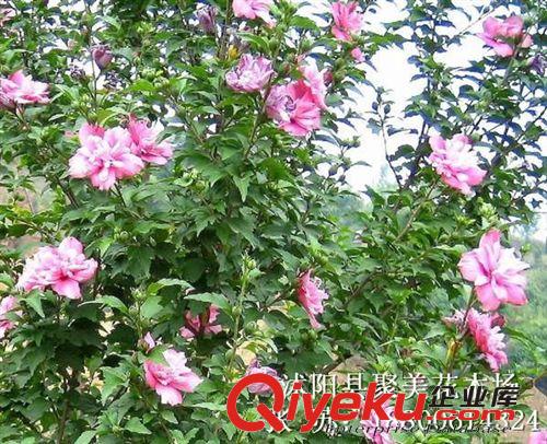 木槿 叢生木槿 木槿價格 綠化樹苗批發 綠化苗木原始圖片2