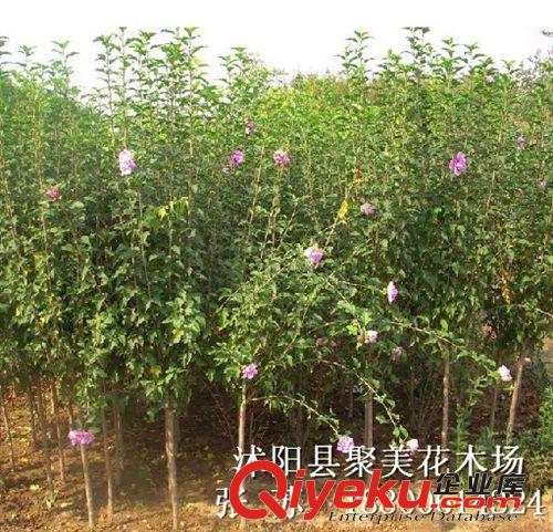 木槿 叢生木槿 木槿價格 綠化樹苗批發 綠化苗木原始圖片3
