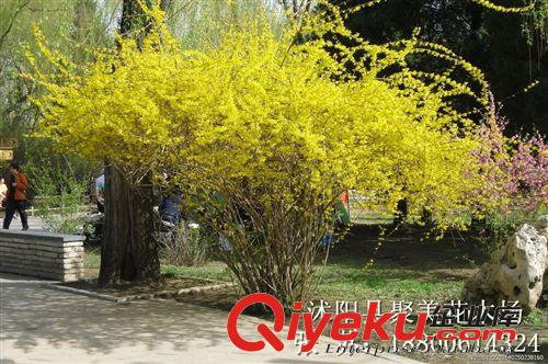 連翹 連翹樹 連翹苗 黃老虎 沭陽綠化工程 基地直銷原始圖片2