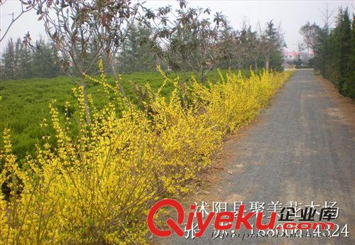 連翹 連翹樹 連翹苗 黃老虎 沭陽綠化工程 基地直銷原始圖片3