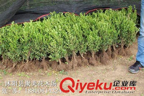 批發灌木 瓜子黃楊 小葉黃楊 瓜子黃楊球 瓜子黃楊苗原始圖片2