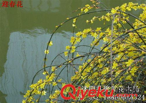 批發(fā)迎春 迎春花 迎春苗 迎春花小苗 迎春花盆景 園林綠化原始圖片2
