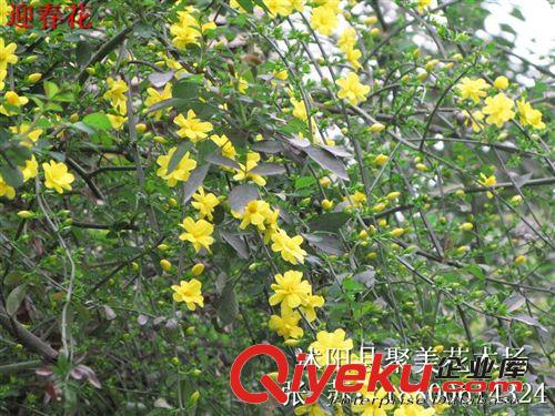 批發(fā)迎春 迎春花 迎春苗 迎春花小苗 迎春花盆景 園林綠化原始圖片3
