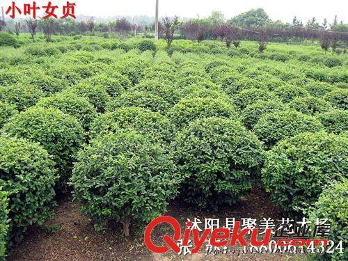 黃葉女貞 黃葉女貞球 金葉女貞苗 金葉女貞球 金葉女貞價格