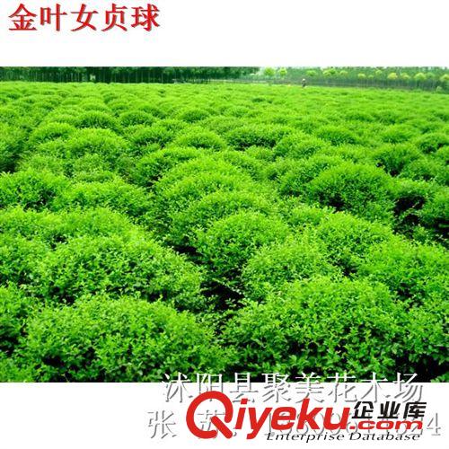 南天竹 南天竹小苗 優質綠化工程苗木 別名:南天竺,紅杷子,天燭子