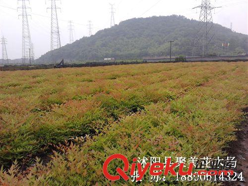 批發衛矛 膠東衛矛種苗 基地直銷