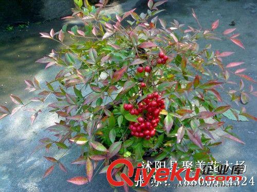 南天竹 南天竹小苗 優質綠化工程苗木 別名:南天竺,紅杷子,天燭子原始圖片2