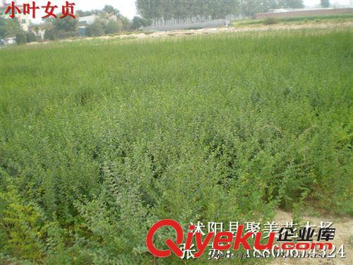 紫穗槐 園林綠化苗木 紫穗槐小苗 紫穗槐種子