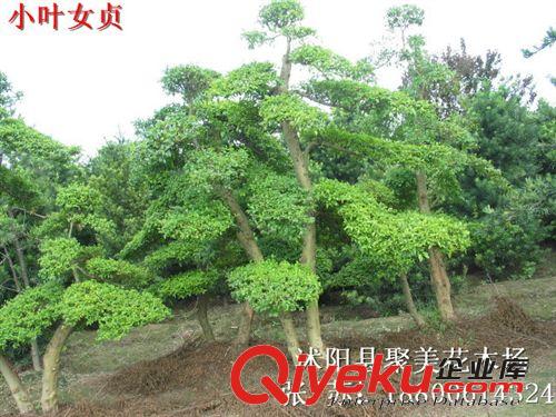 供應 小葉女貞 小葉女貞球 小葉女貞苗 水蠟球原始圖片3