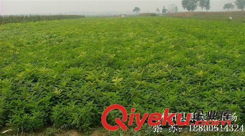 紫穗槐 園林綠化苗木 紫穗槐小苗 紫穗槐種子
