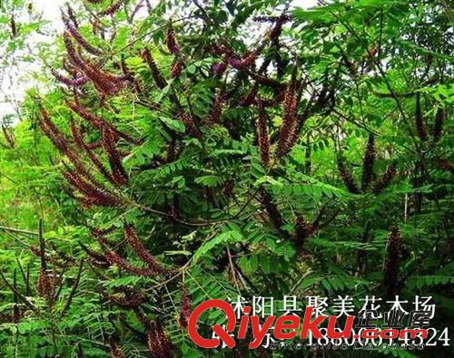 紫穗槐 園林綠化苗木 紫穗槐小苗 紫穗槐種子原始圖片2