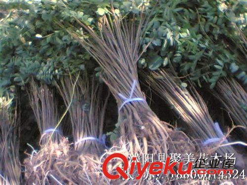 紫穗槐 園林綠化苗木 紫穗槐小苗 紫穗槐種子原始圖片3