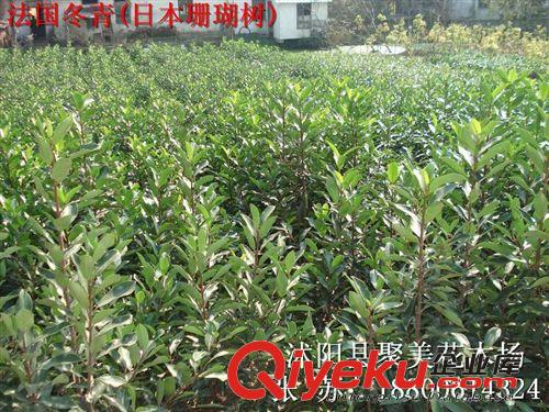 紫穗槐 園林綠化苗木 紫穗槐小苗 紫穗槐種子