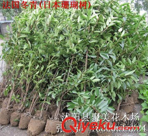 供應(yīng)園林植物 法國冬青樹 珊瑚樹苗 日本珊瑚樹 法國冬青原始圖片2