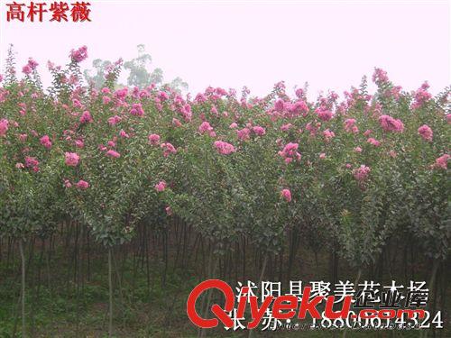 供應(yīng)園林植物 法國冬青樹 珊瑚樹苗 日本珊瑚樹 法國冬青