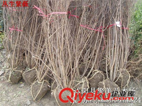 紫薇 紫薇苗 紫薇小苗 叢生紫薇 紫薇樹苗 小葉紫薇 綠化苗木批發(fā)原始圖片2