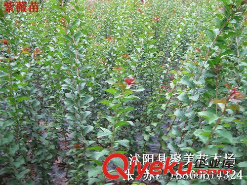 紫薇 紫薇苗 紫薇小苗 叢生紫薇 紫薇樹苗 小葉紫薇 綠化苗木批發(fā)原始圖片3