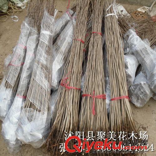 紫荊 紫荊花 紫荊樹 叢生紫荊 風景樹苗 綠化工程公司原始圖片2