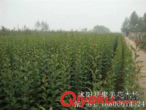 紫荊 紫荊花 紫荊樹 叢生紫荊 風景樹苗 綠化工程公司