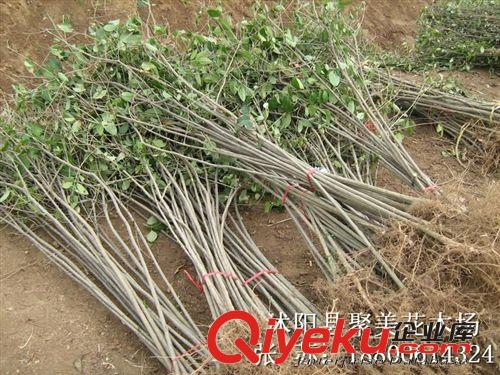 大葉女貞 高桿女貞 大葉女貞小苗 大葉女貞苗 園林綠化公司原始圖片3