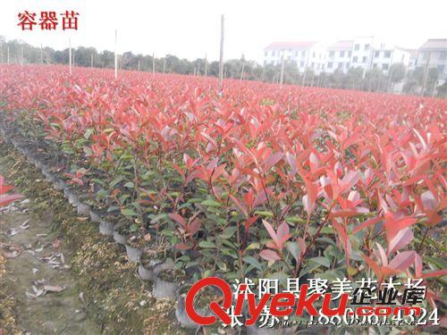 大葉女貞 高桿女貞 大葉女貞小苗 大葉女貞苗 園林綠化公司