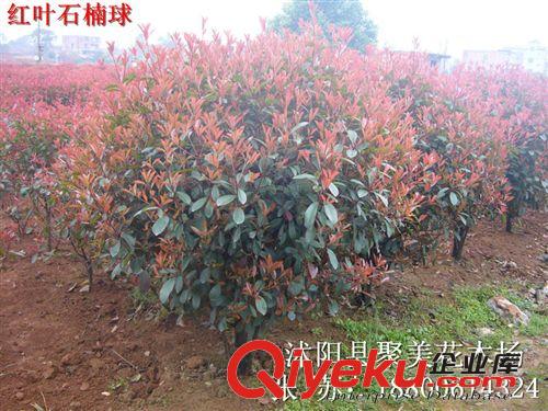 供應(yīng)園林綠化苗木 紅葉石楠 紅葉石楠苗 紅葉石楠樹苗 工程苗原始圖片2