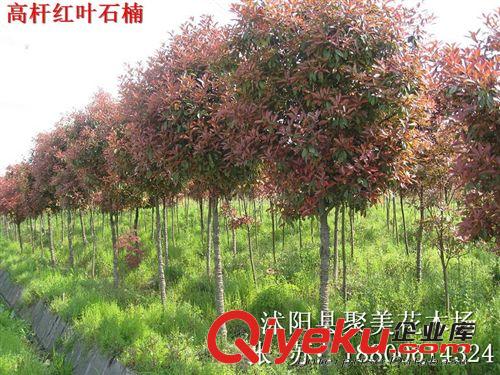 供應(yīng)園林綠化苗木 紅葉石楠 紅葉石楠苗 紅葉石楠樹苗 工程苗原始圖片3