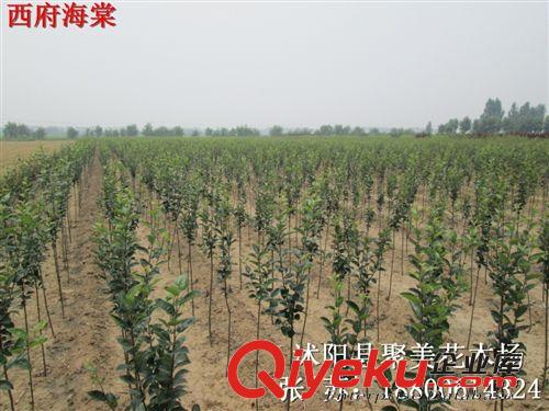 供應(yīng)園林綠化苗木 紅葉石楠 紅葉石楠苗 紅葉石楠樹苗 工程苗