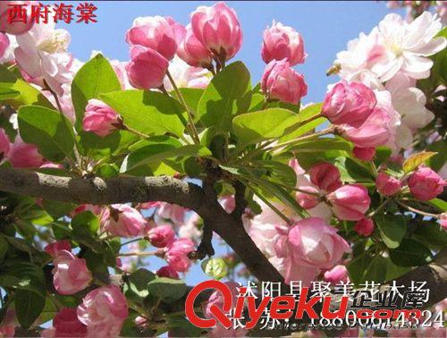 西府海棠 海棠花 西府海棠花 名貴苗木批發原始圖片2