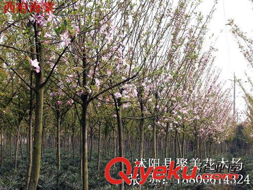 西府海棠 海棠花 西府海棠花 名貴苗木批發原始圖片3