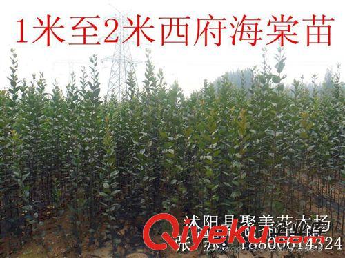 西府海棠 西府海棠樹 紅寶石海棠 名貴樹苗批發原始圖片2