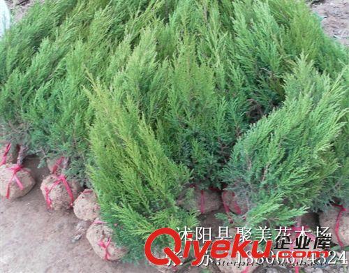 西府海棠 西府海棠樹 紅寶石海棠 名貴樹苗批發