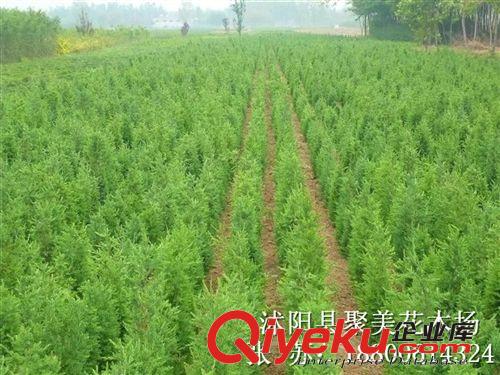 檜柏 塔柏 蜀檜小苗 綠化工程苗木批發原始圖片2
