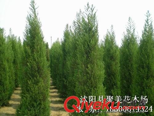 檜柏 塔柏 蜀檜小苗 綠化工程苗木批發原始圖片3